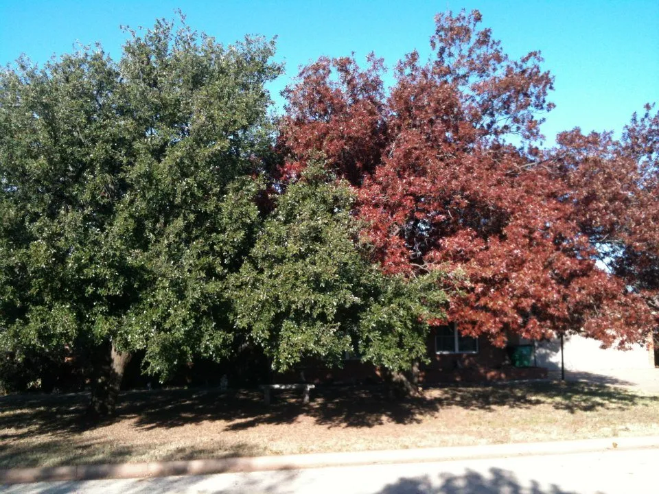 Affordable lawn care service for homes in Wichita Falls, TX by David Helms Services