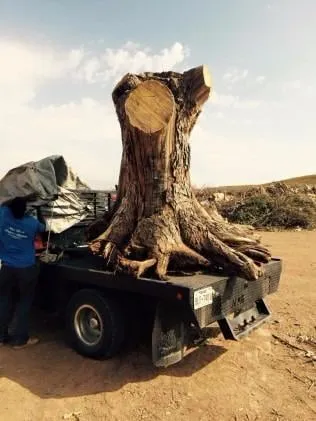 Professional lawn mowing service for homes in Wichita Falls, TX by David Helms Services