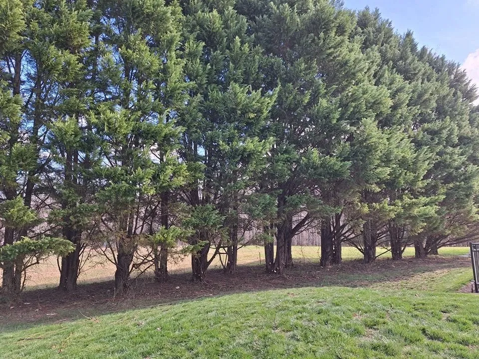 Affordable landscaping services with custom design across Culpeper, VA - David Kennedy Tree & Landscaping