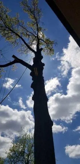 Professional yard maintenance near you in Springfield, VA by David Landscaping and Tree Services