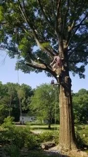 Top-rated outdoor landscaping for year-round maintenance across Springfield, VA - David Landscaping and Tree Services