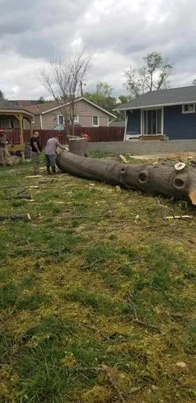 Professional yard cleanup service for beautiful yards across Springfield, VA - David Landscaping and Tree Services