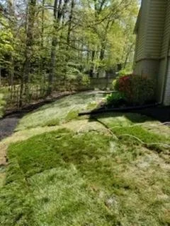Reliable lawn care service with custom design across Springfield, VA - David Landscaping and Tree Services