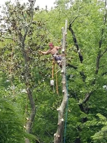 Top-rated yard maintenance with custom design across Springfield, VA - David Landscaping and Tree Services