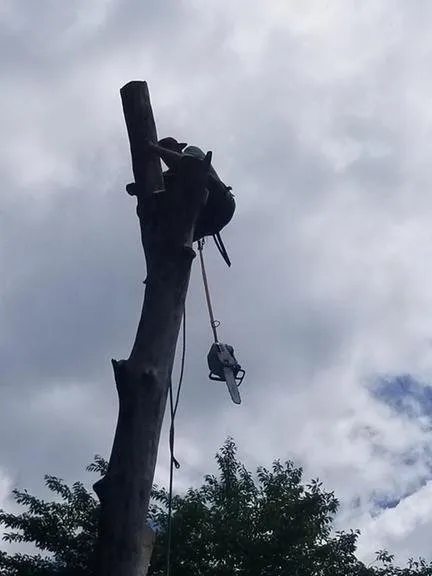 Reliable outdoor landscaping experts serving Springfield, VA - David Landscaping and Tree Services