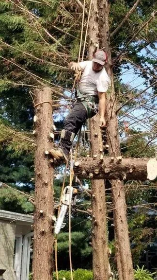 Top-rated lawn care service for homes across Springfield, VA - David Landscaping and Tree Services