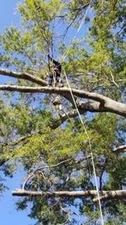 Custom landscaping services in Springfield, VA by David Landscaping and Tree Services