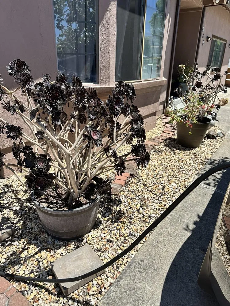 Local yard cleanup service in Hayward, CA by David Landscaping