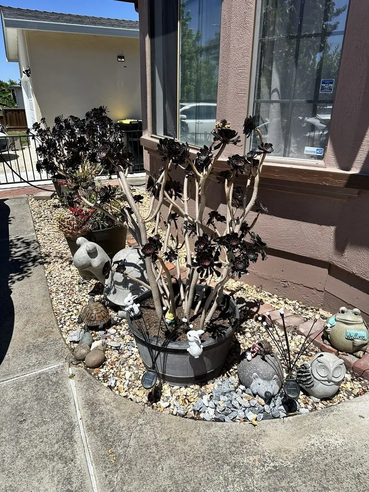 Reliable garden landscaping in Hayward, CA - David Landscaping