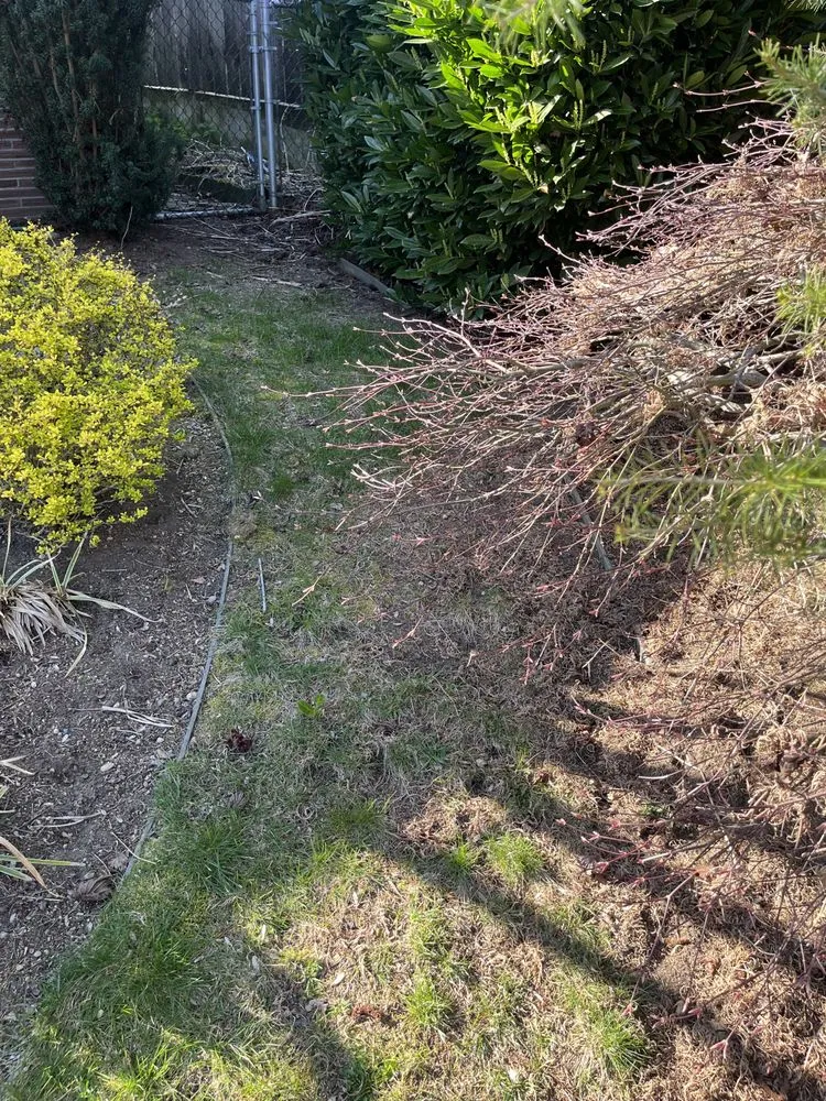 Local lawn care service in Seattle, WA - David Landscaping