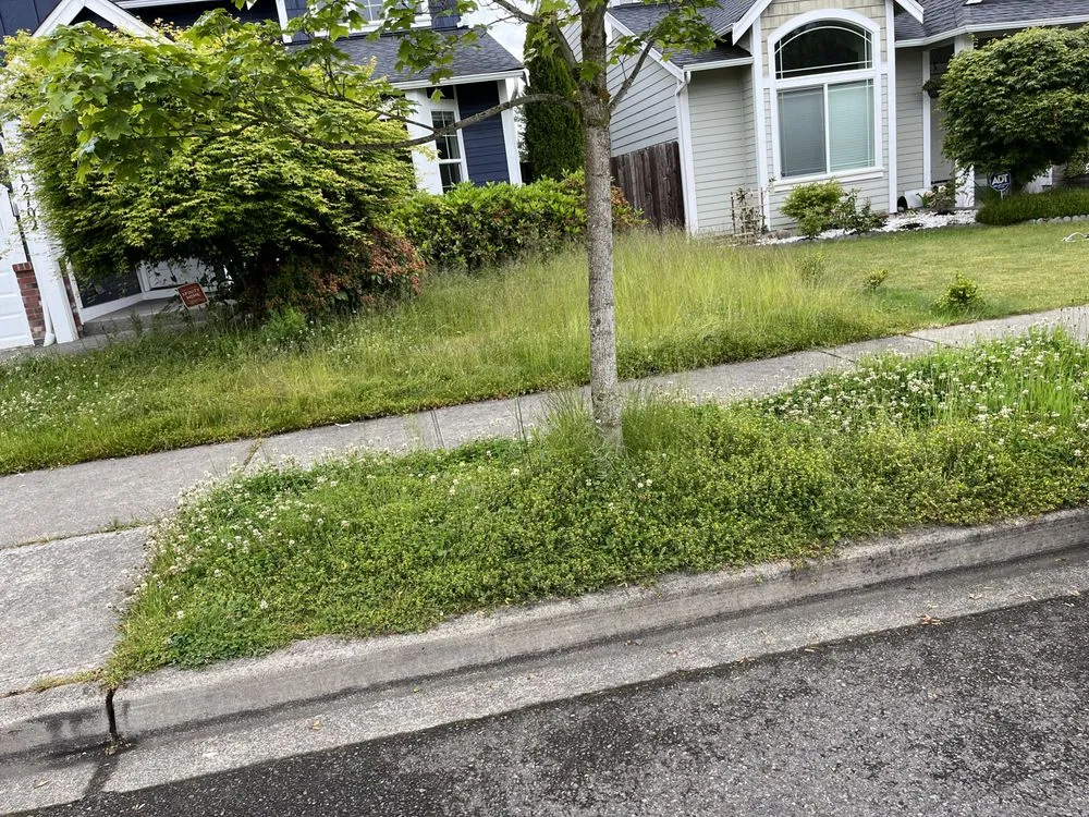 Trusted garden landscaping in Seattle, WA - David Landscaping