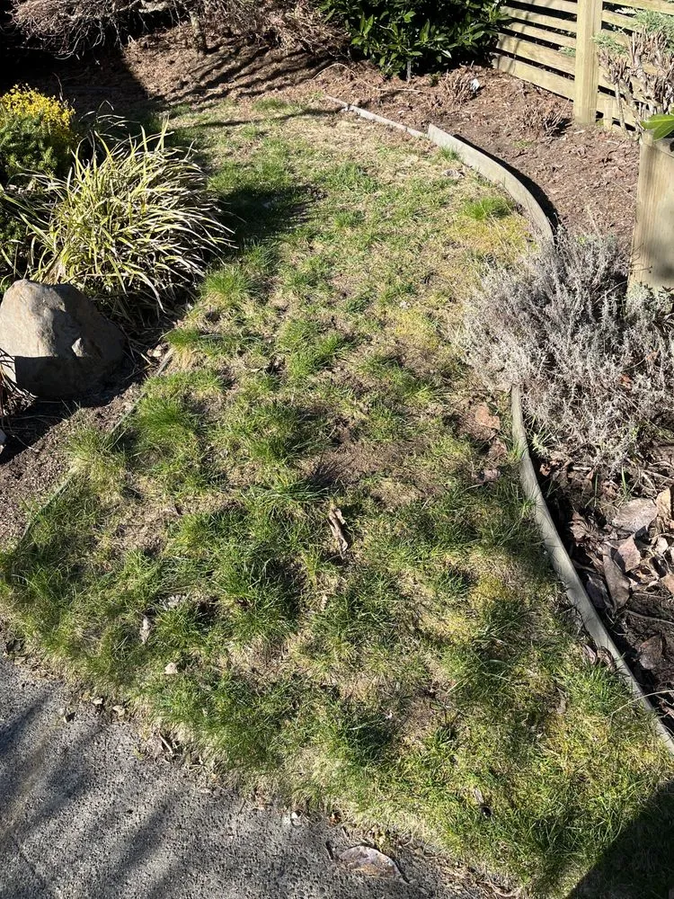 Expert lawn care service in Seattle, WA - David Landscaping