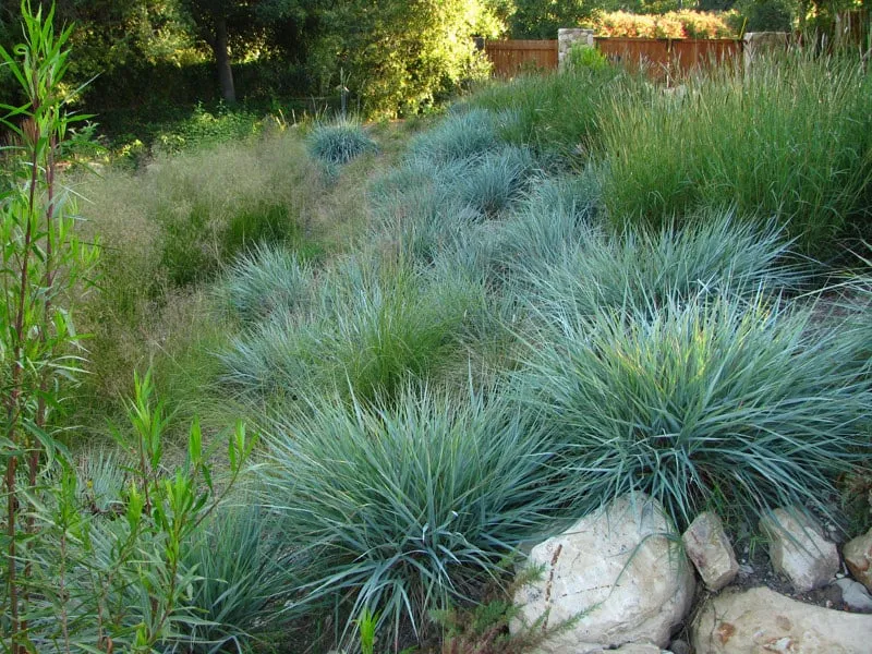Affordable outdoor landscaping near you in Santa Barbara, CA by David Michael Frantz Landscape