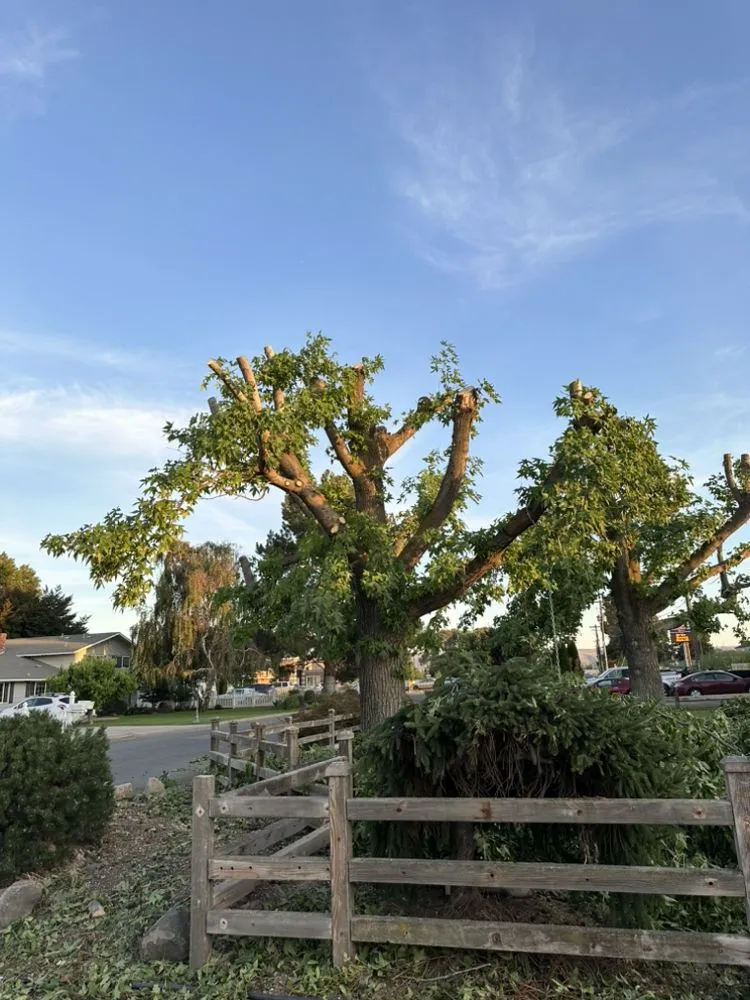 Trusted residential landscaping near you in Yakima, WA by David Vargas Landscaping