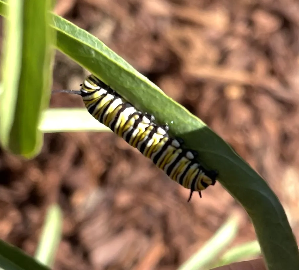 Top-rated outdoor landscaping experts serving Walnut Creek, CA - David Weise Landscaping