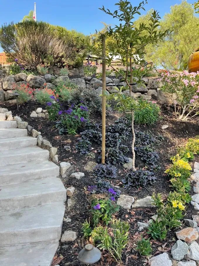 Reliable lawn mowing service for residential properties across Walnut Creek, CA - David Weise Landscaping