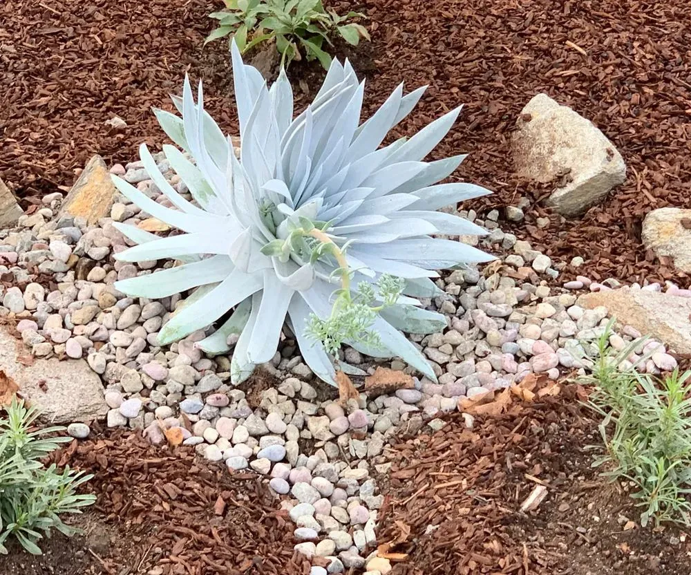 Trusted outdoor landscaping experts serving Walnut Creek, CA - David Weise Landscaping