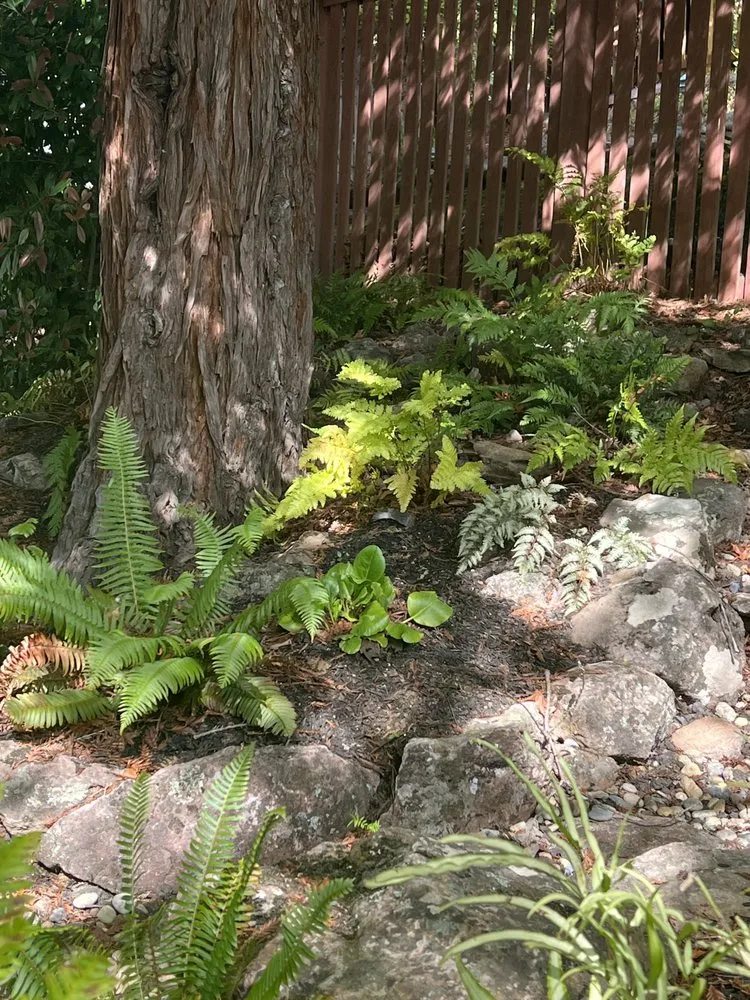 Professional landscape design for year-round maintenance in Walnut Creek, CA by David Weise Landscaping