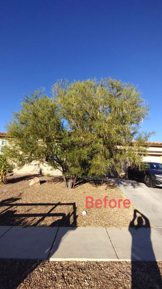 Top-rated landscape design in Tucson, AZ by David's All in One Yard Services