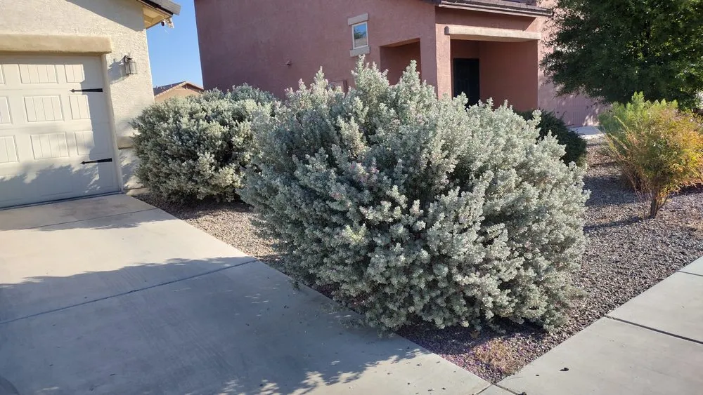 Expert landscape design experts serving Tucson, AZ - David's All in One Yard Services