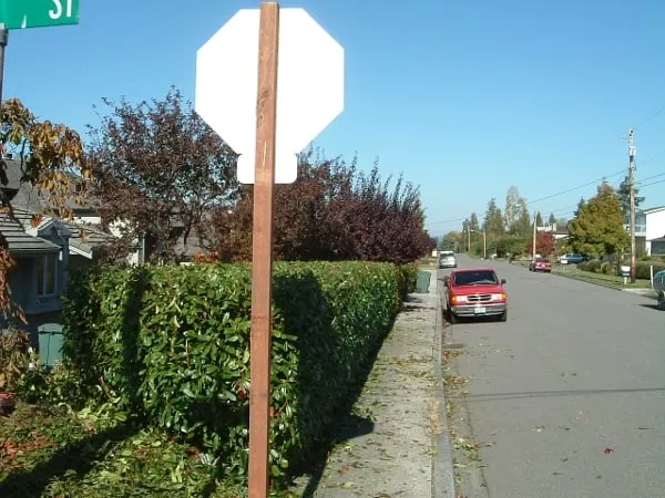 Professional yard maintenance experts serving Shoreline, WA - David's Gardens