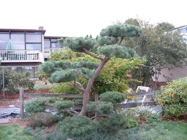 Professional landscaping services experts serving Shoreline, WA - David's Gardens