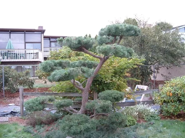 Top-rated garden landscaping with custom design across Shoreline, WA - David's Gardens