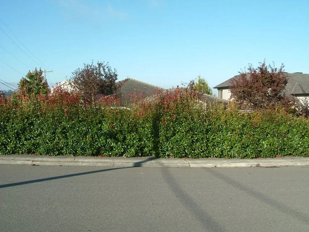 Affordable landscaping services in Shoreline, WA by David's Gardens