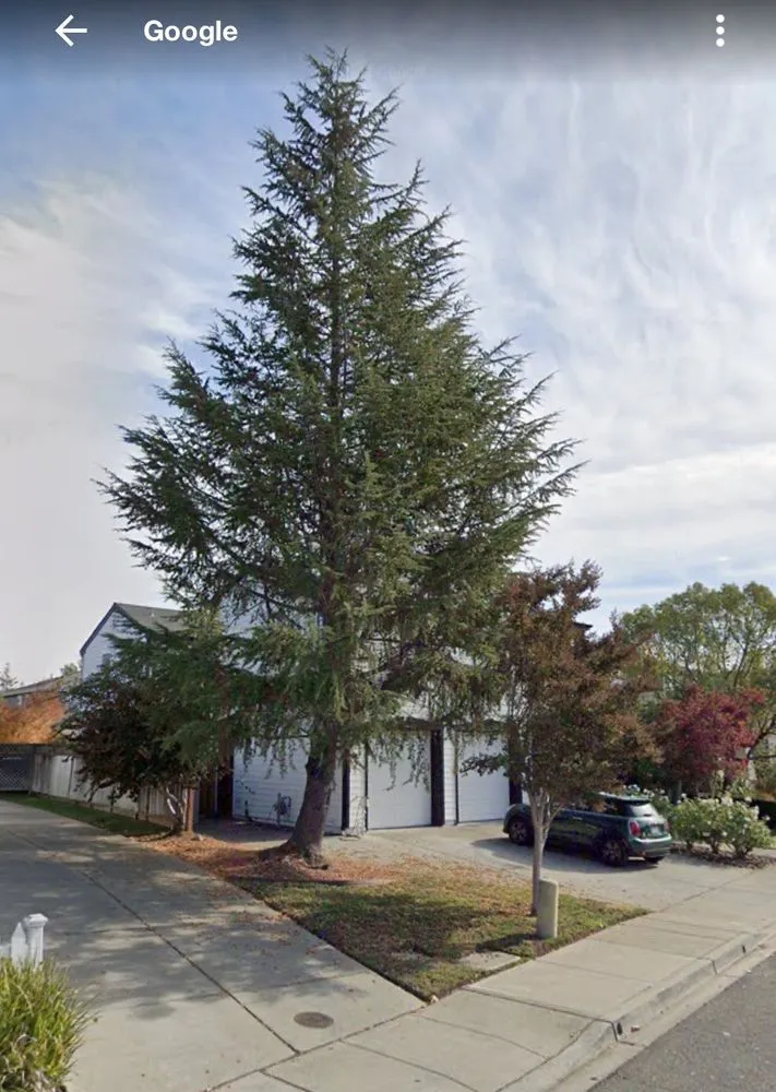 Reliable yard maintenance in Fairfield, CA by David's Landscape and Construction