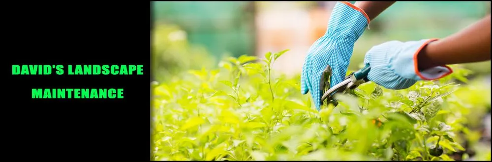 Affordable lawn mowing service in White City, OR by David's Landscape Maintenance