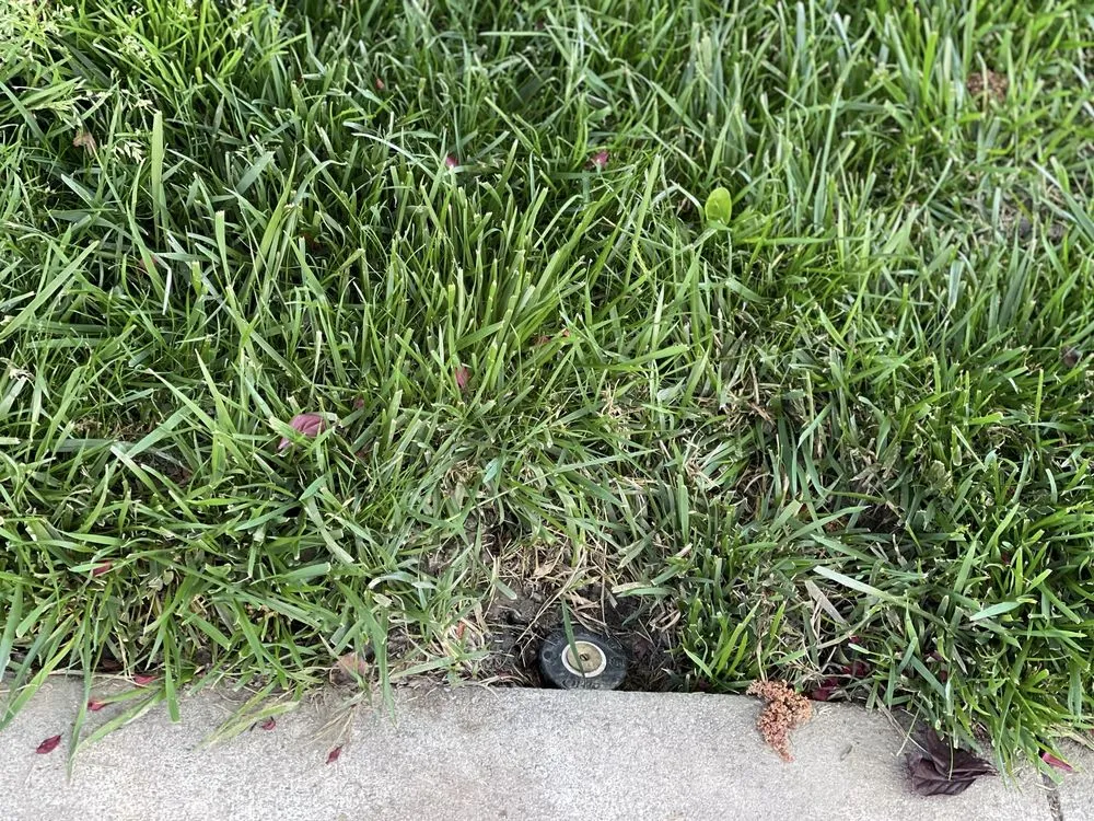 Top-rated yard maintenance for year-round maintenance in American Canyon, CA by Davids Landscaping