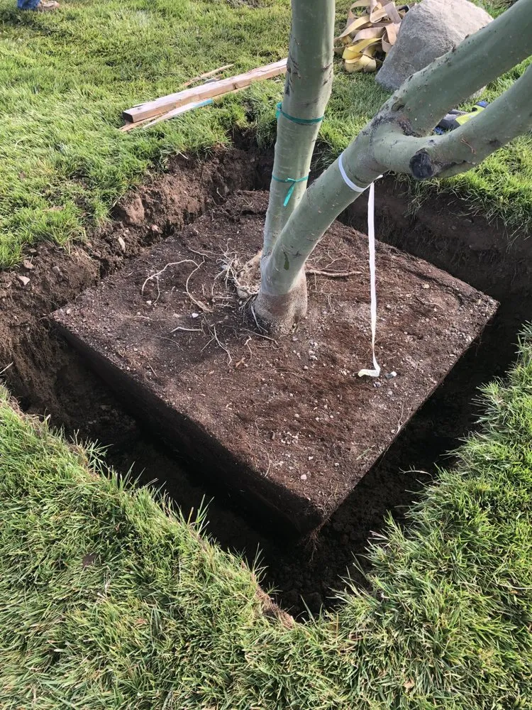 Professional residential landscaping near you in Alamogordo, NM by David's Landscaping Design