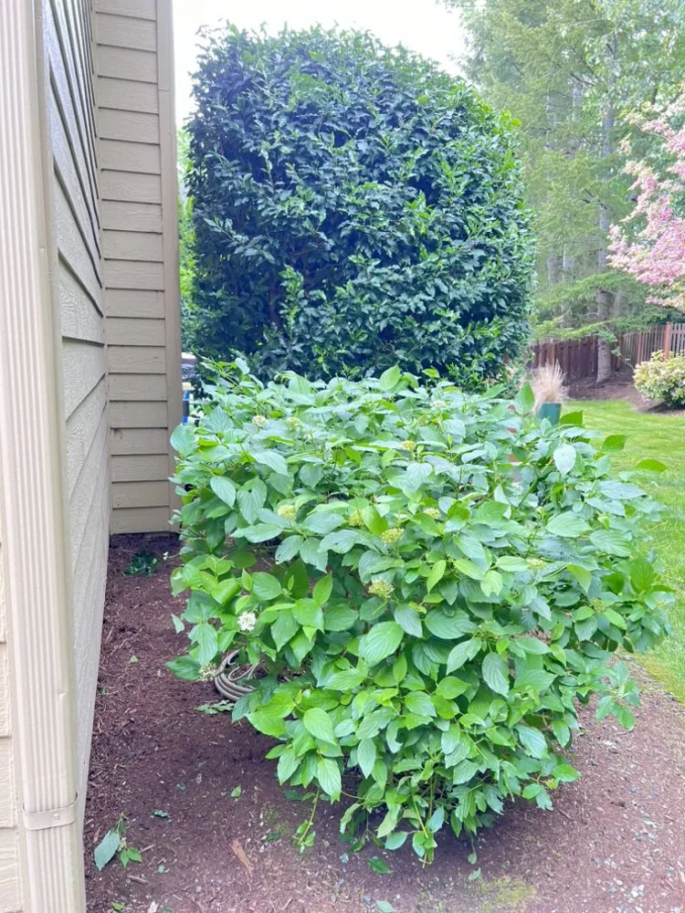 Professional lawn care service for homes in Seattle, WA by David’s Landscaping NW