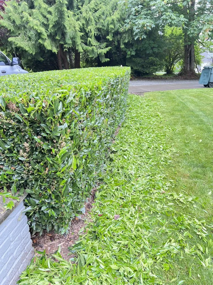 Professional yard cleanup service in Seattle, WA - David’s Landscaping NW