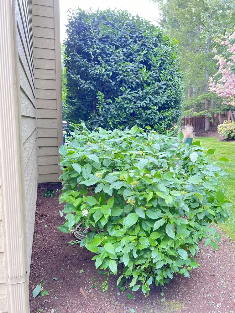 Trusted yard cleanup service experts serving Seattle, WA - David’s Landscaping NW