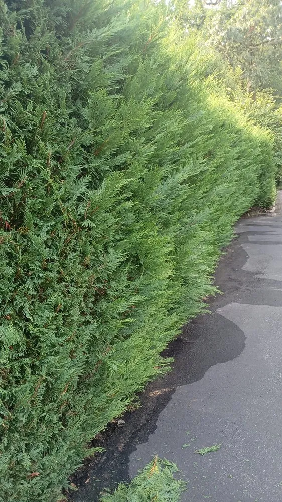 Professional lawn care service for homes across White Plains, NY - David's Landscaping