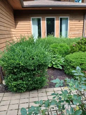 David's Landscaping Logo