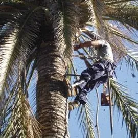 Professional garden landscaping in Colton, CA by David's Lawn & Garden Service