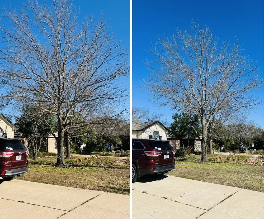 Reliable yard maintenance experts serving Leander, TX - David's Lawn & Tree services