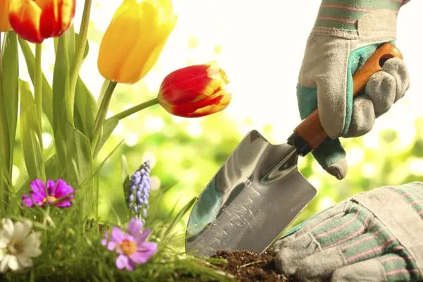 David's Lawn and Home Care Logo