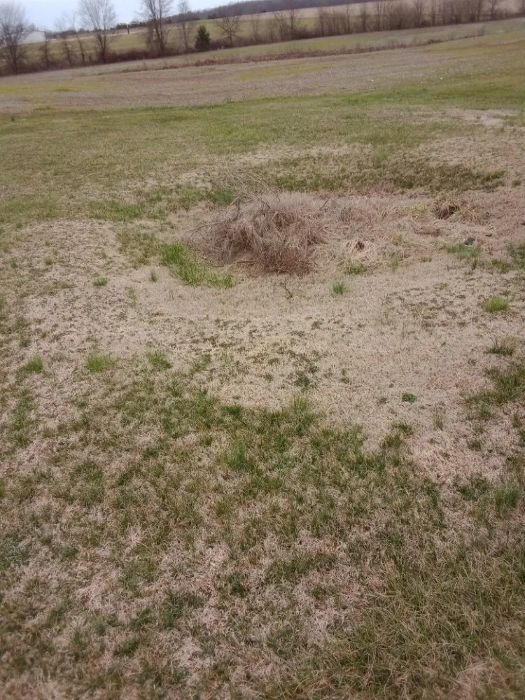 Expert lawn care service in BEECHGROVE, TN by David's Lawn And Maintenance