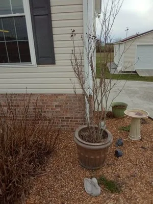 David's Lawn And Maintenance