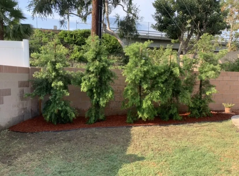 Expert residential landscaping for beautiful yards across Huntington Park, CA - David’s Lawn Care and Landscaping