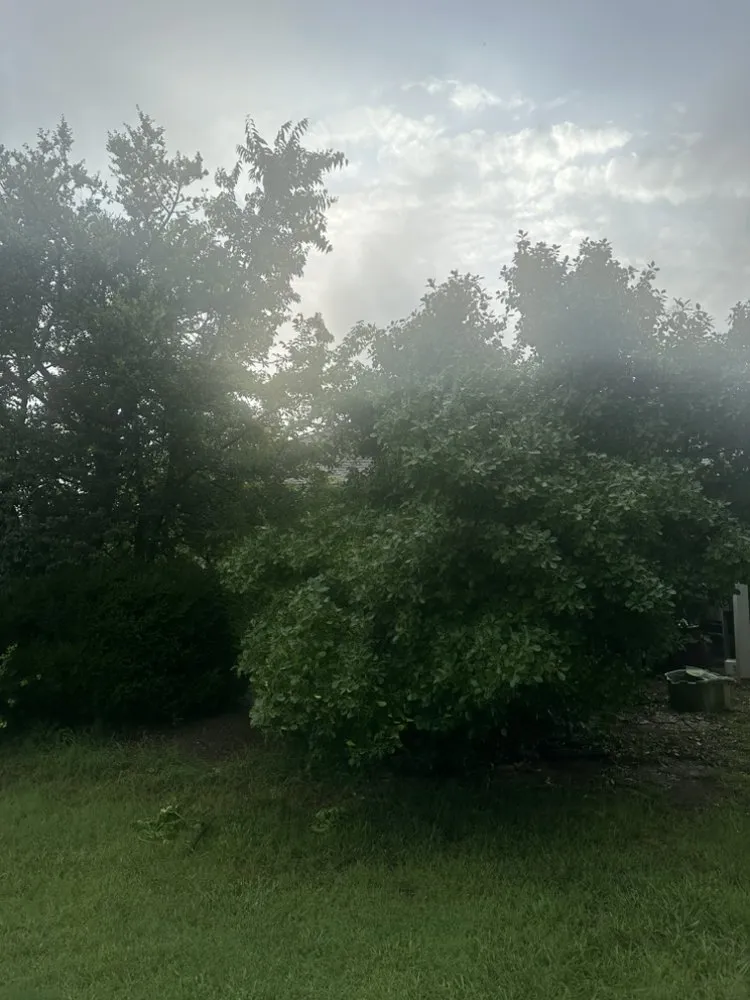 Top-rated yard cleanup service for beautiful yards across Oklahoma City, OK - David’s Lawn Care