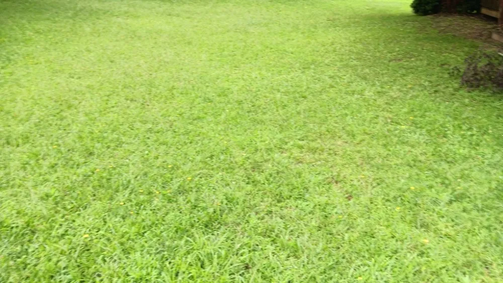 Affordable lawn mowing service for outdoor upgrades across Spartanburg, SC - Davids Lawn Mowing