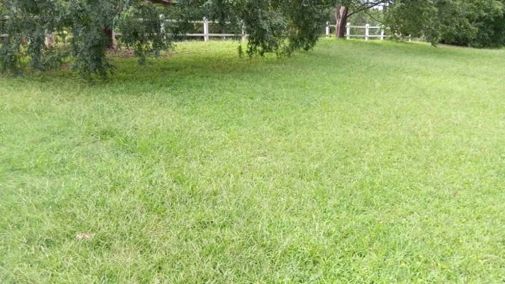 Custom lawn care service in Spartanburg, SC - Davids Lawn Mowing