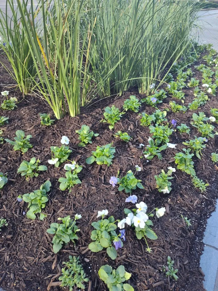 Affordable outdoor landscaping in Houston, TX by David's Lawns Care