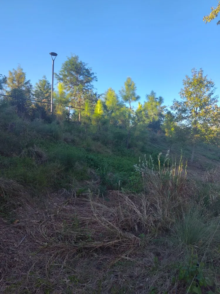 Trusted landscape installation for beautiful yards across Houston, TX - David's Lawns Care