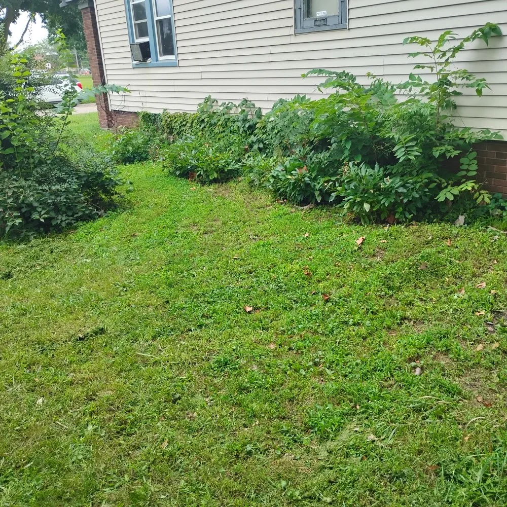 Reliable yard cleanup service near you across Rockford, IL - Davids Repairs And Cleaning Services