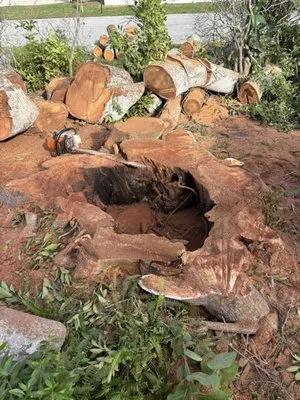 David's Tree & Hedge Service Logo